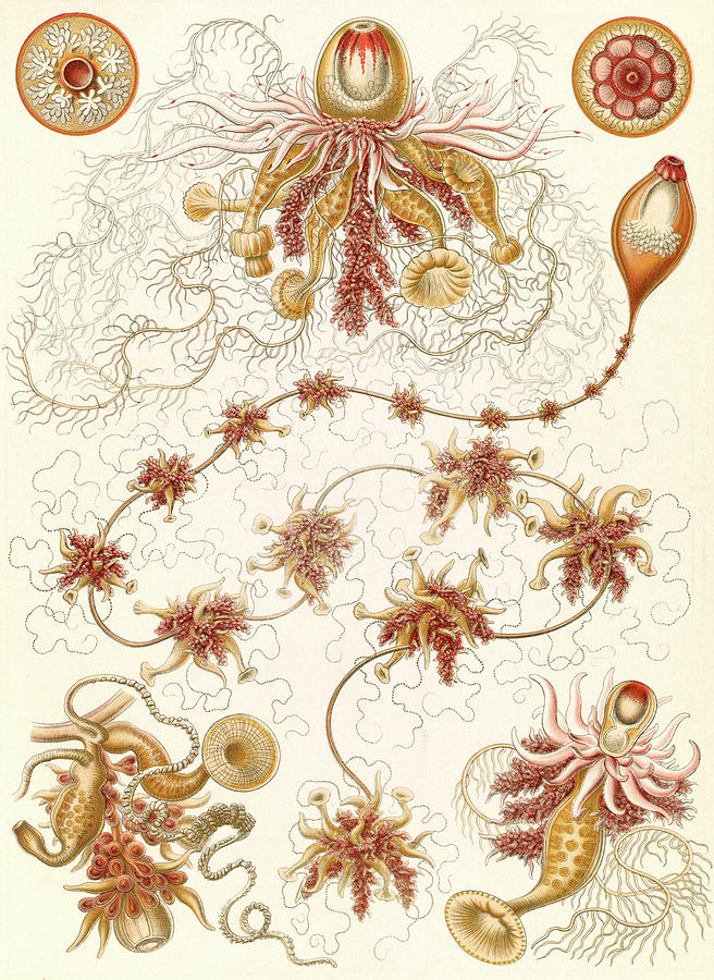 Illustration Shows Marine Invertebrates. Siphonophorae Drawing by