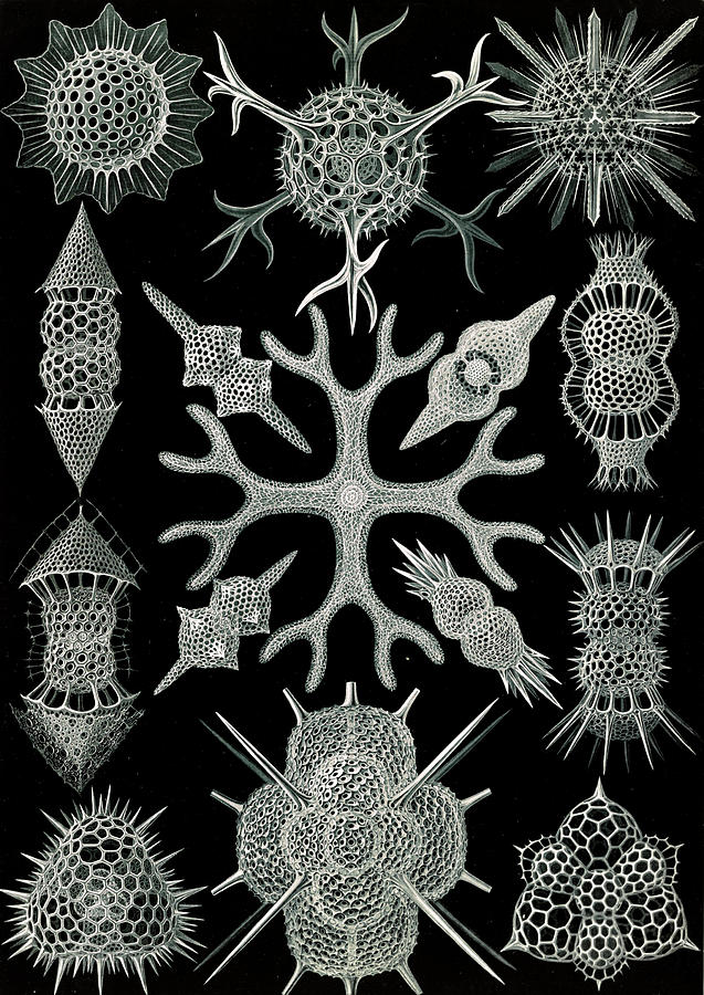 Ernst Haeckel Drawing - Illustration Shows Microorganisms. Spumellaria by Artokoloro
