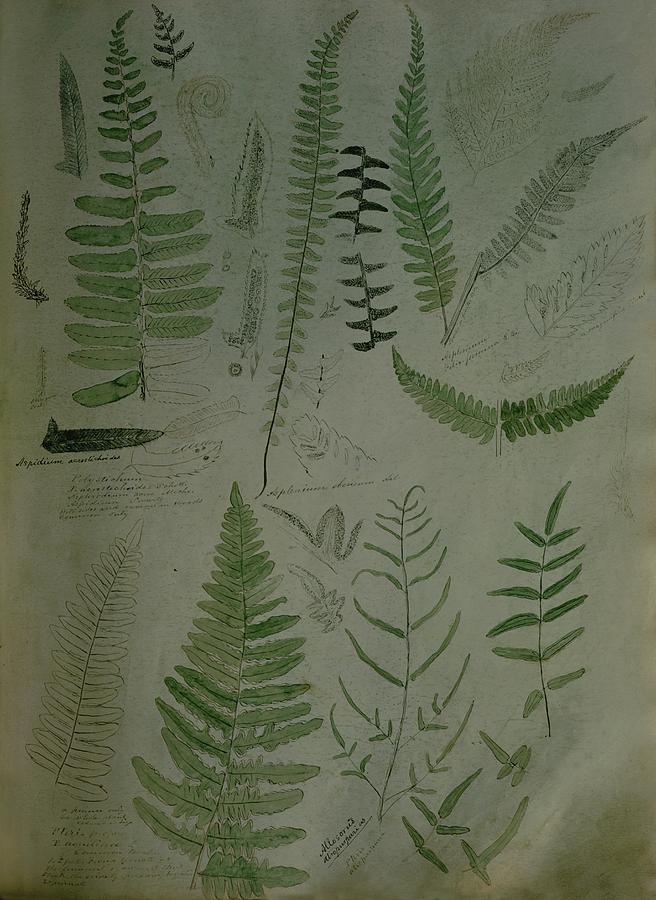 Illustrations Of Fern Plants Photograph by Frances McLaughlin-Gill