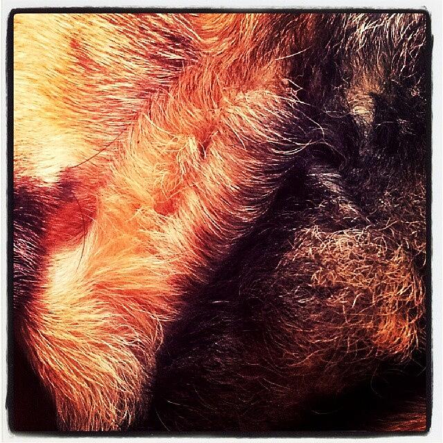 Dog Photograph - #ilovemydog #dog #germanshepherddog by Abbie Shores