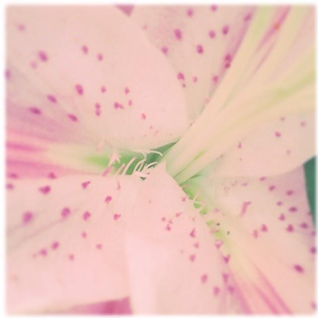 Pink Photograph - Im A Bit Flower Obsessed Today; Can by Jan Pan Pink Photograph - Im A Bit Flower Obsessed Today; Can by Jan Pan
