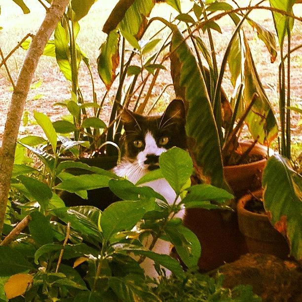 Cat Photograph - Im a cat and I say Im in the jungle so I am by Lydia Dubuisson