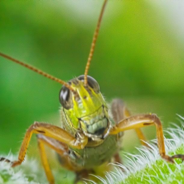 Grasshopper Photograph - im A Cutie, And You Know It! by Vanessa Leblanc