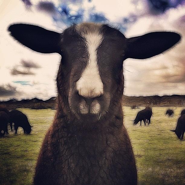 Sheep Photograph - Im Baaaack! #sheep #lamb by Robert Campbell