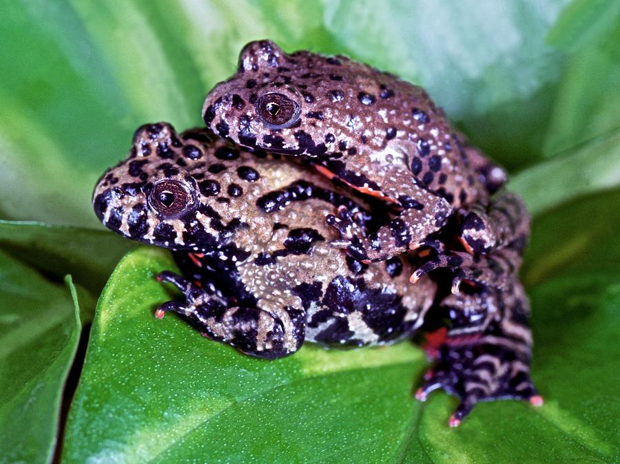 Amphibians Photograph - Im comfortable How about you by Leslie Crotty