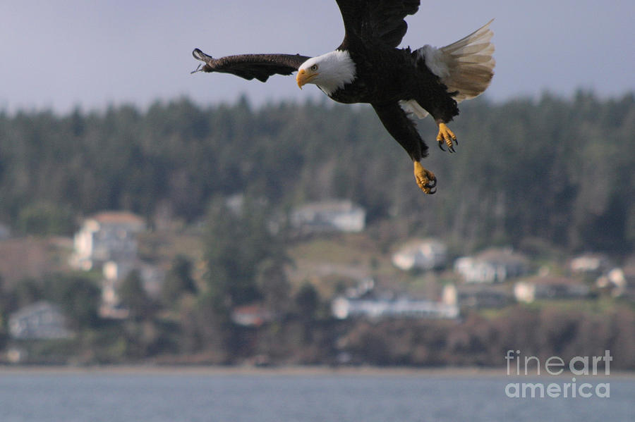 Animal Photograph - Im Coming In For A Landing by Kym Backland