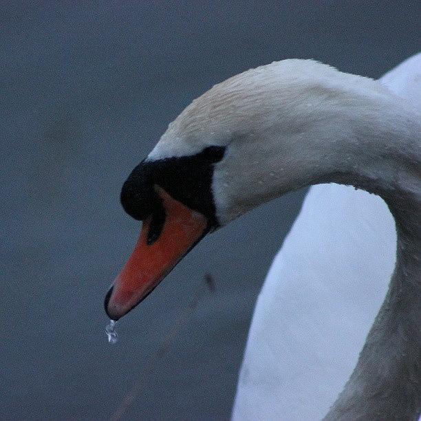 Im Feeling A Swan Tonight...just A Photograph by Ollie Hobbs