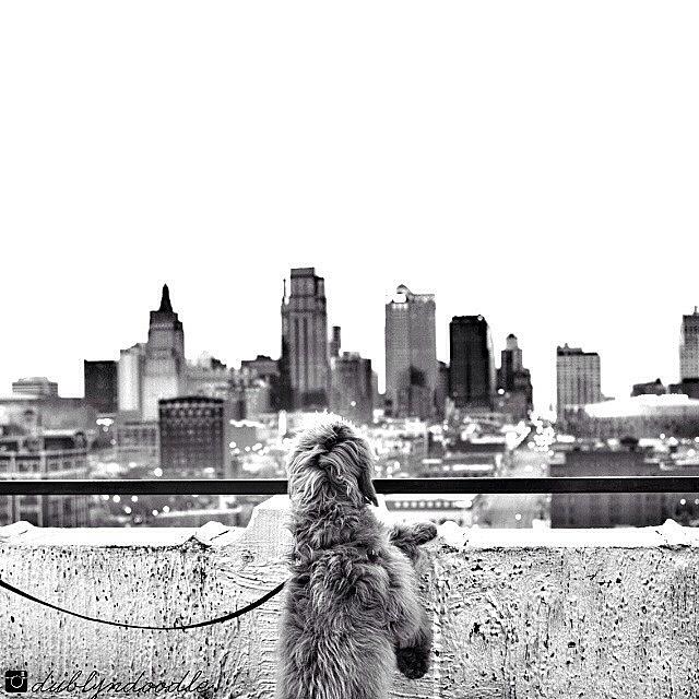 Happy Pet Photograph - im Goin To Kansas City, Kansas by Dublyn Slobodnik