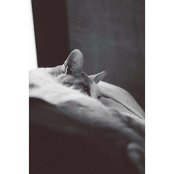 Animal Photograph - Im Going To Steal Your Cat by Kyle Watt