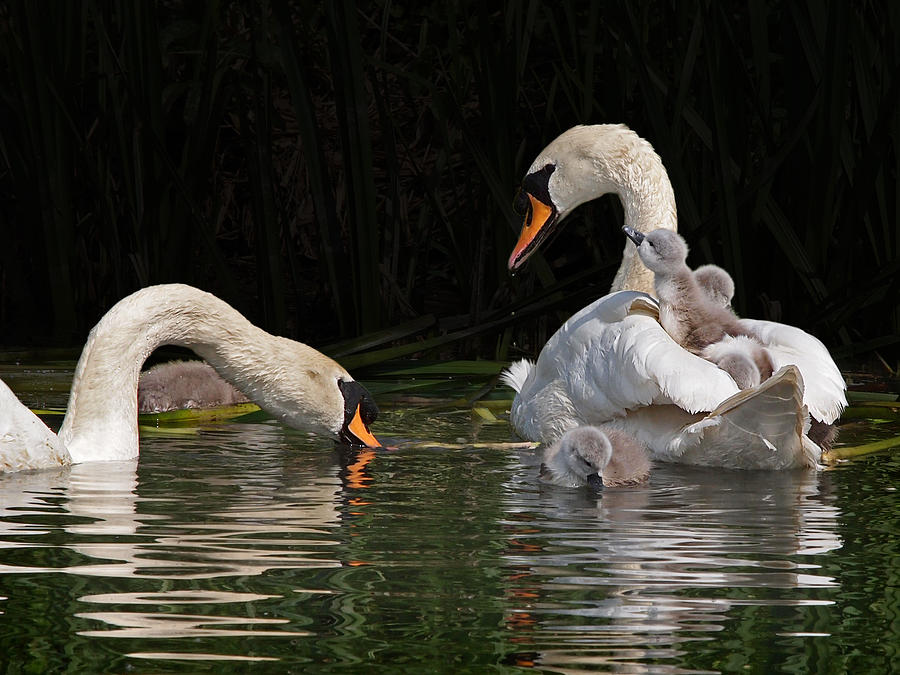 Swan Photograph - Im Here Mommy by Gill Billington