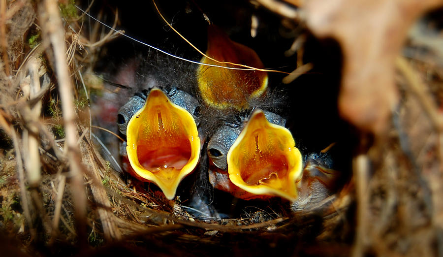 Im Hungry  Baby Wrens Photograph by Peggy Franz