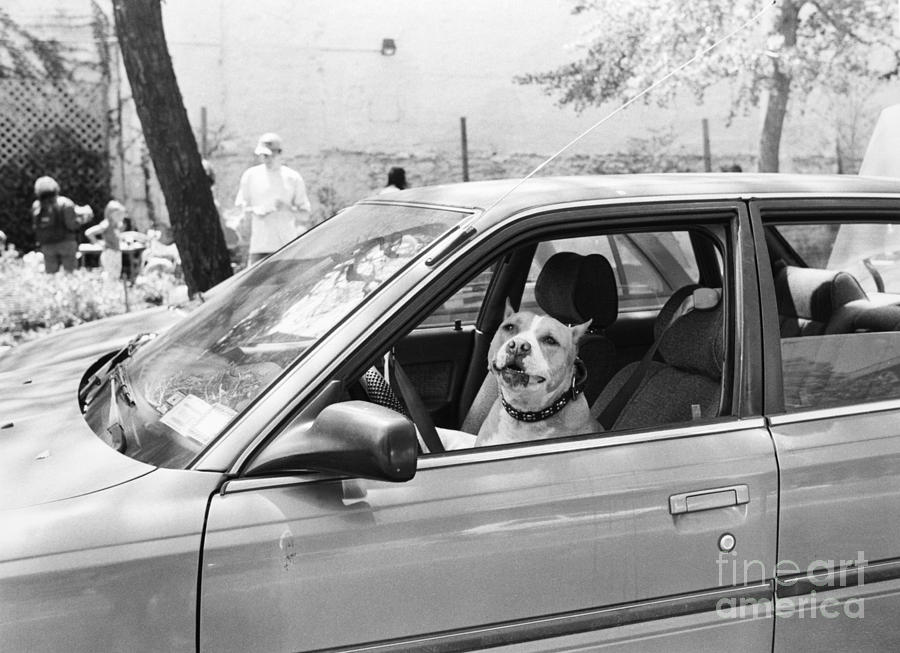 Im In The Drivers Seat Now Woof Photograph by Barbara Rios