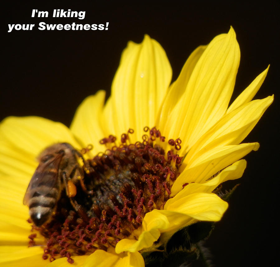 Honey Bee Sweetness Photograph by Belinda Lee