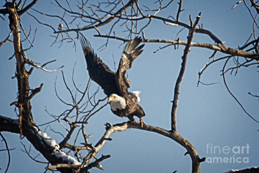 Eagle Photograph - Im outa here by Bob Hislop
