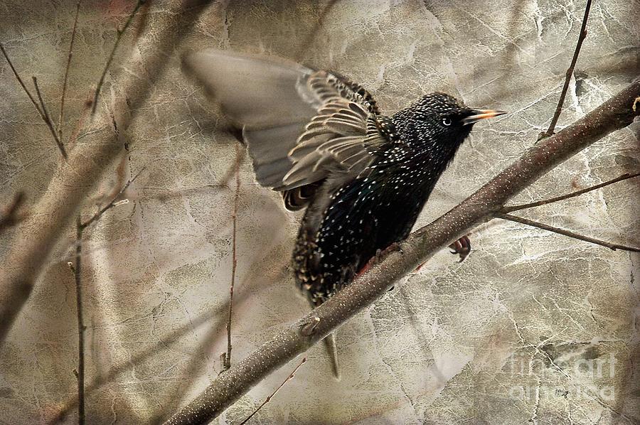 Bird Photograph - Im Outta Here by Lois Bryan
