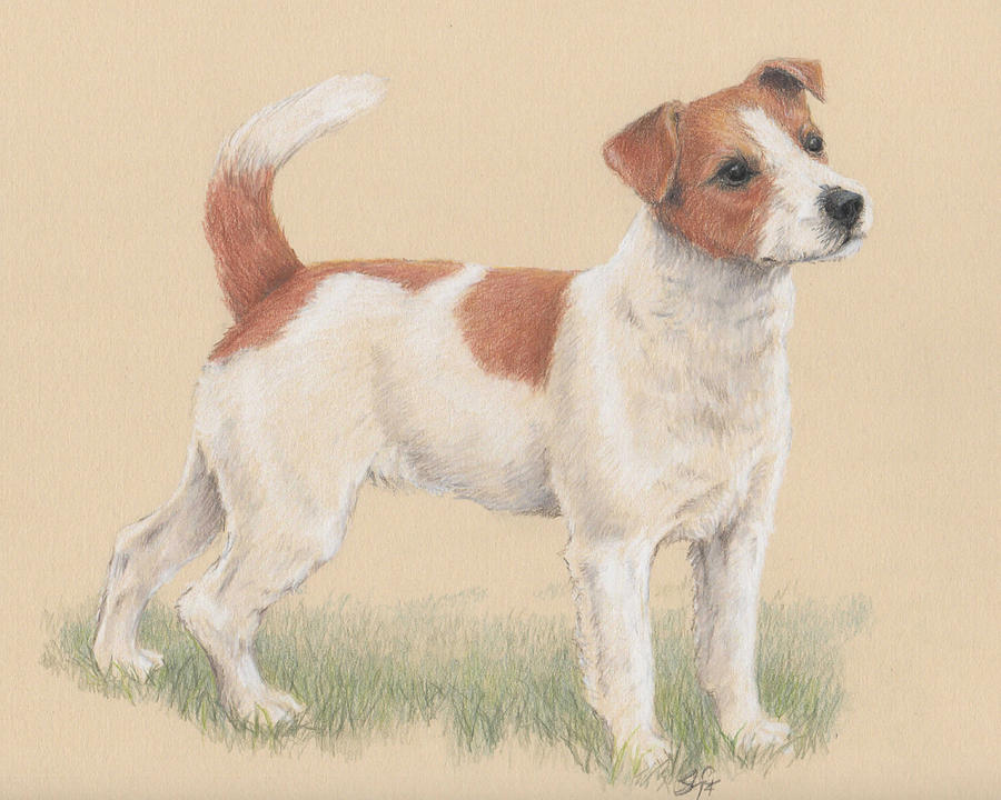 Dog Drawing - Im Ready by Susan Coons