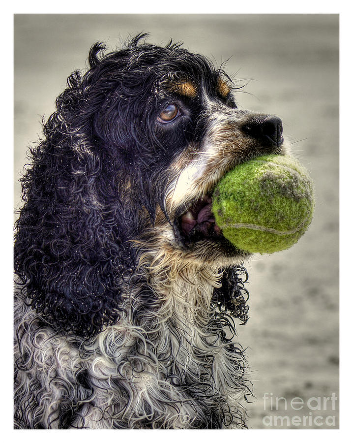 Dog Photograph - Im Ready to Play by Benanne Stiens