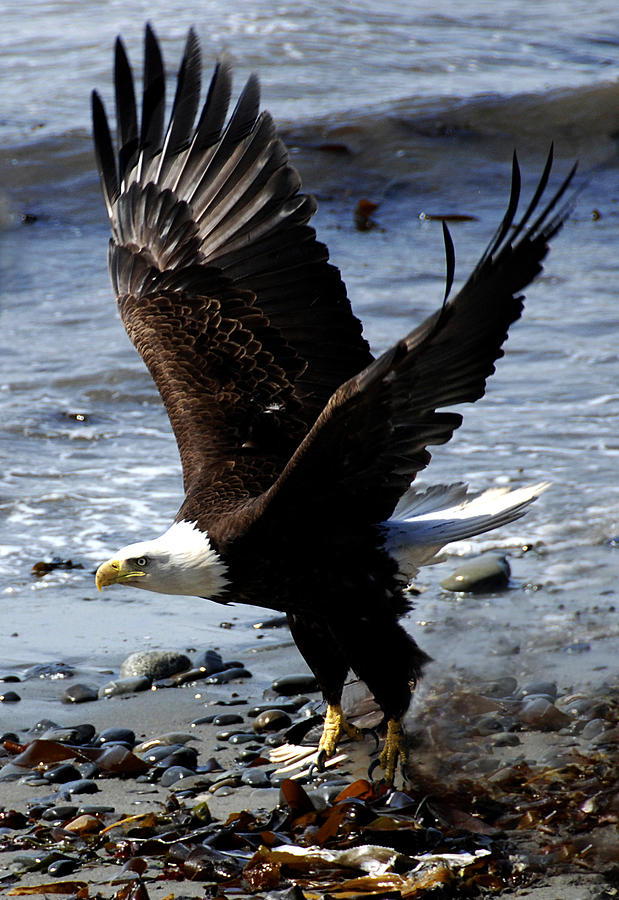 Eagle Photograph - Im Serious by Angela Ford