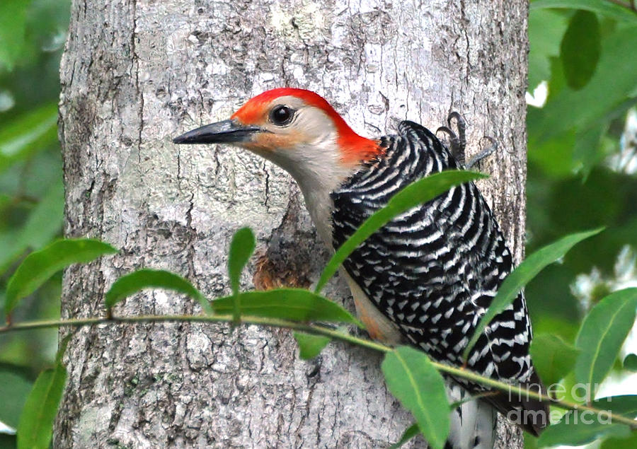 Im So Handsome - Red Bellied Woodpecker Photograph by Kathy Baccari