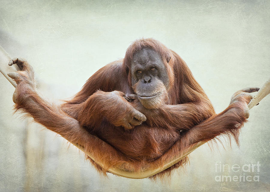 Orangutan Fun Photograph by Linda D Lester