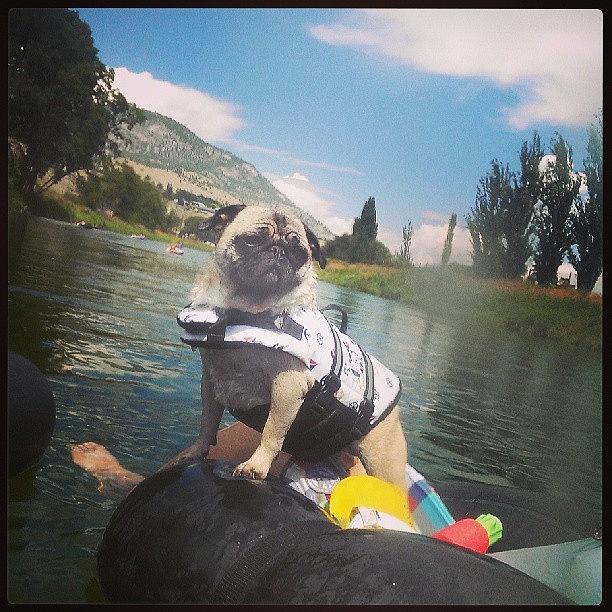 Pug Photograph - Im The King Of The World!! #pug #dog by Misty Lo
