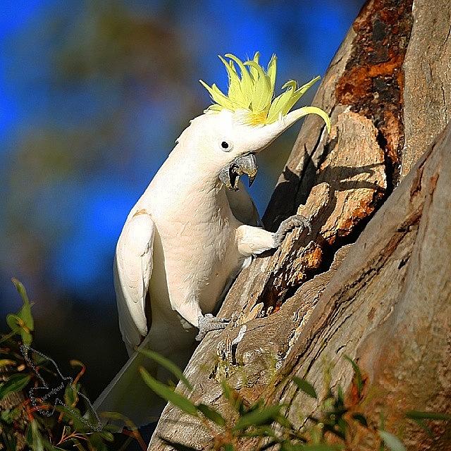 Nature Photograph - Cockatoo by Paul Rushworth