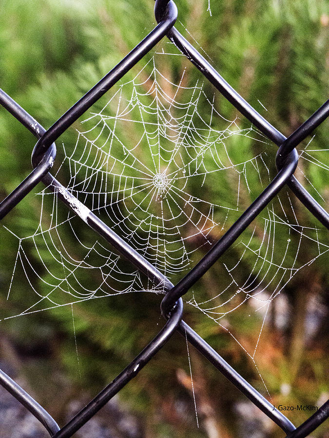 Spider Photograph - Im Waiting by Jo-Anne Gazo-McKim