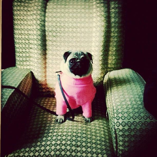 Dog Photograph - Im Wearing Pink Arent I? by Peter Bromfield