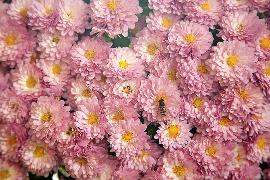 Image Filled With Pink Chrysanthemum Photograph by Roel Meijer