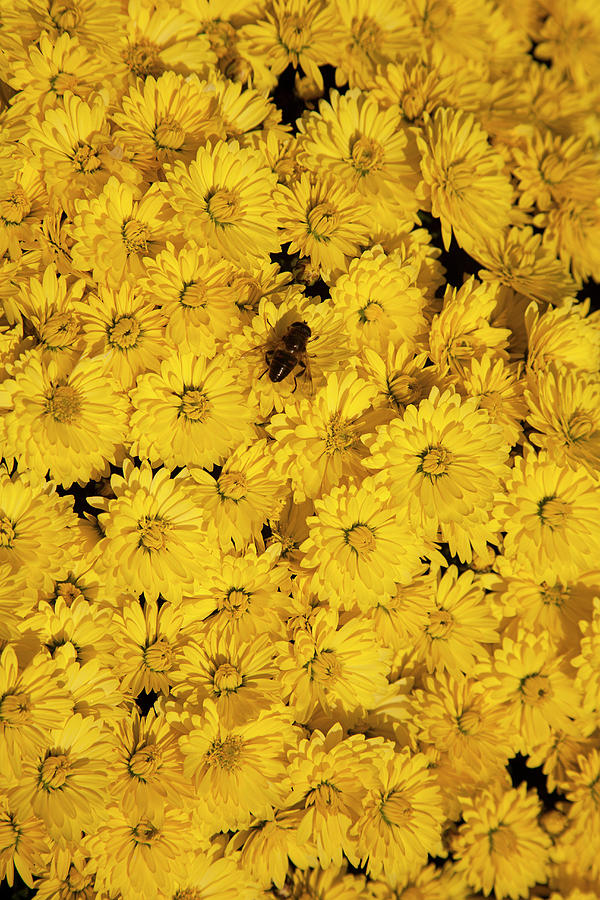 Image Filled With Yellow Chrysanthemum Photograph by Roel Meijer