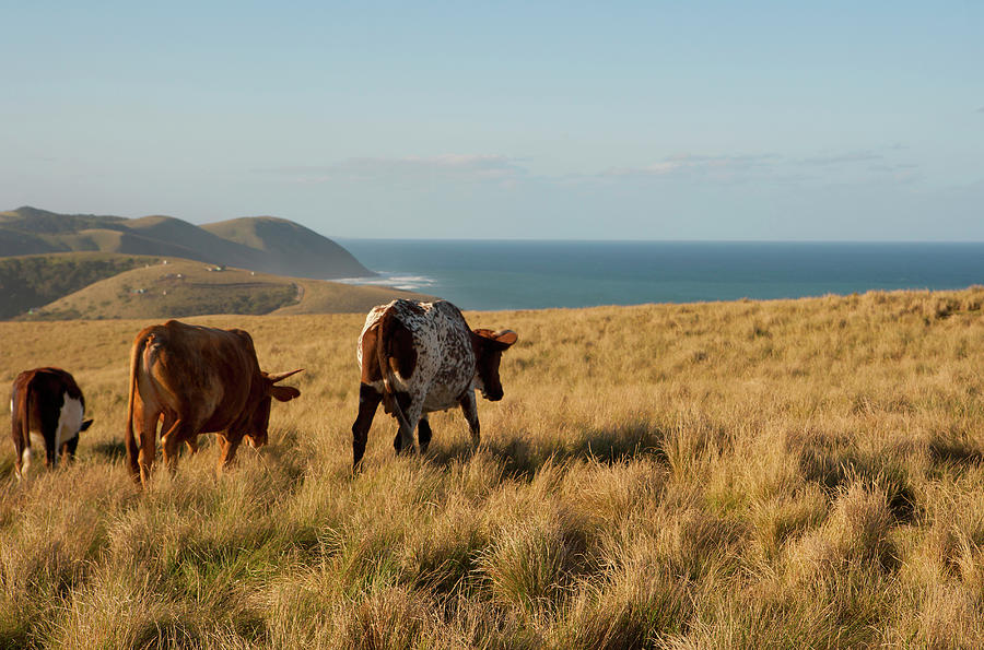 Image Of A Three Brown Cows In Long Photograph by Cormac Mccreesh