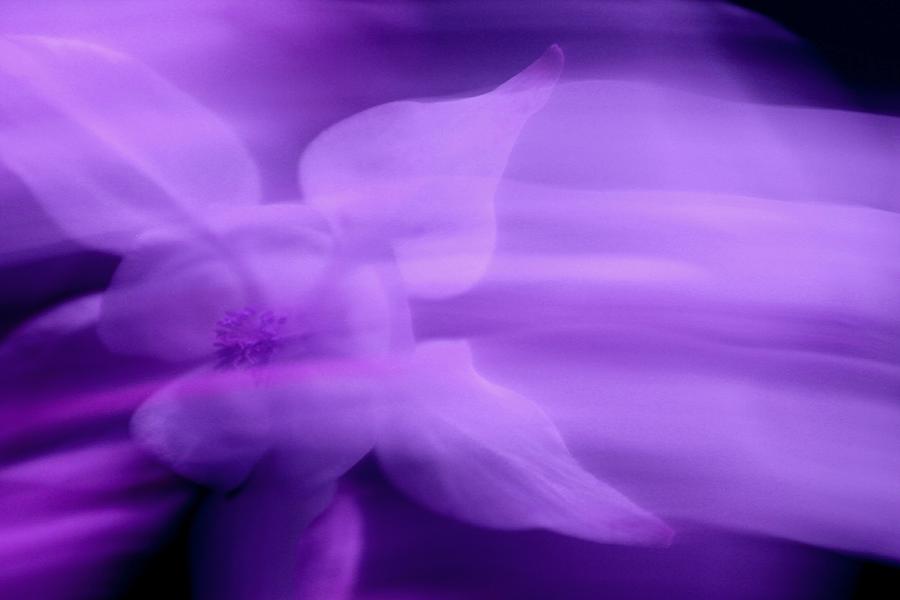 Imagination in Purple Photograph by Carolyn Jacob