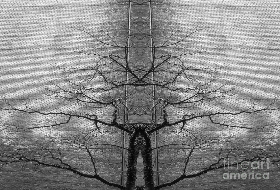 Tree Photograph - Imagination by Lilliana Mendez