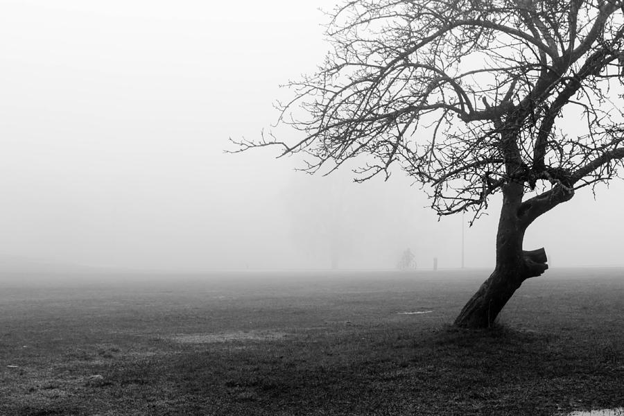 Black and white abstract of tree in fog Photograph by Aldona Pivoriene
