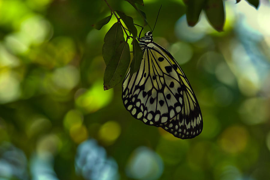 Butterfly Photograph - Imagine A World Without Butterfies by Michael Rucci Butterfly Photograph - Imagine A World Without Butterfies by Michael Rucci