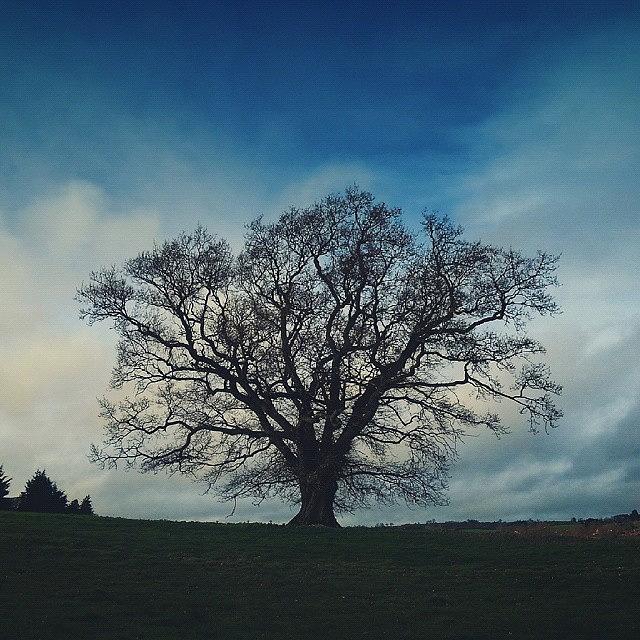 Tree Photograph - Imagine: Standing Tall And Strong by Linandara Linandara