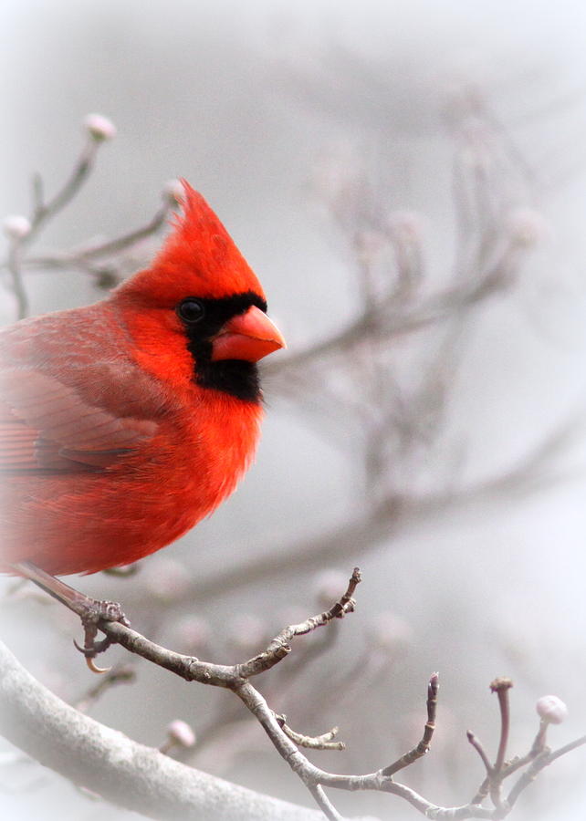 Cardinal Photograph - Img 2559-4 by Travis Truelove