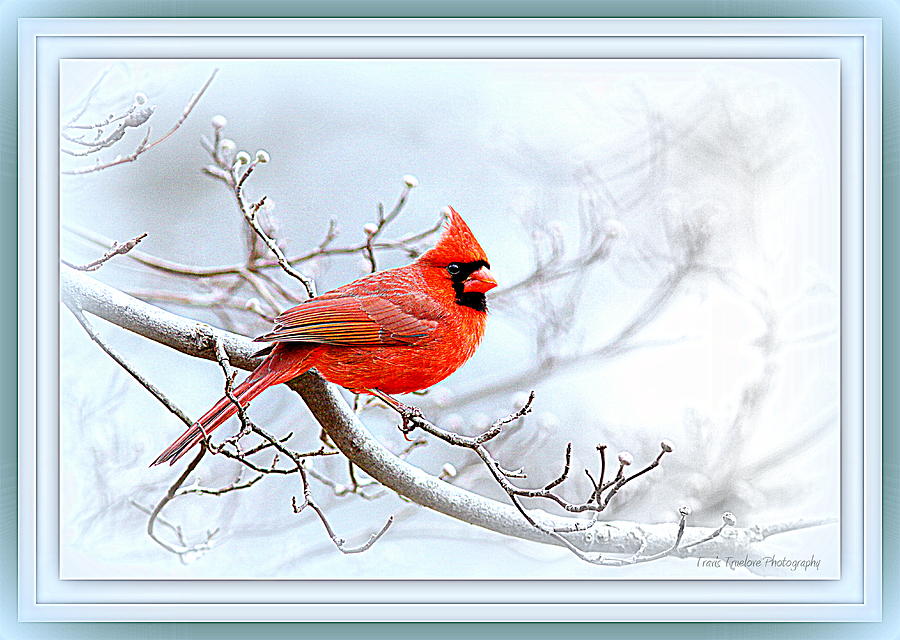 Cardinal Photograph - Img 2559-42 by Travis Truelove