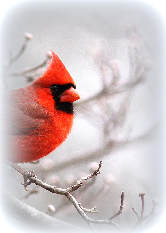 Cardinal Photograph - Img 2559-5 by Travis Truelove