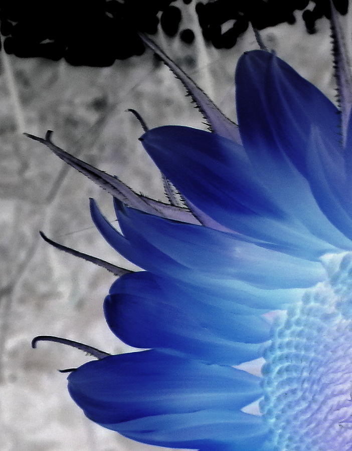 Sunflowers Photograph - Immaculata by Sian Lindemann