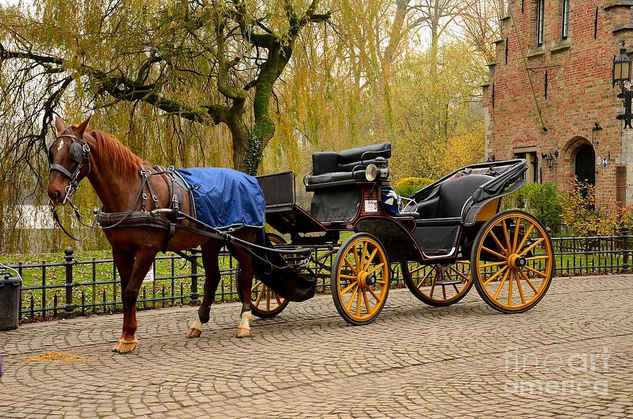 Immaculate horse and carriage Photograph by Imran Ahmed
