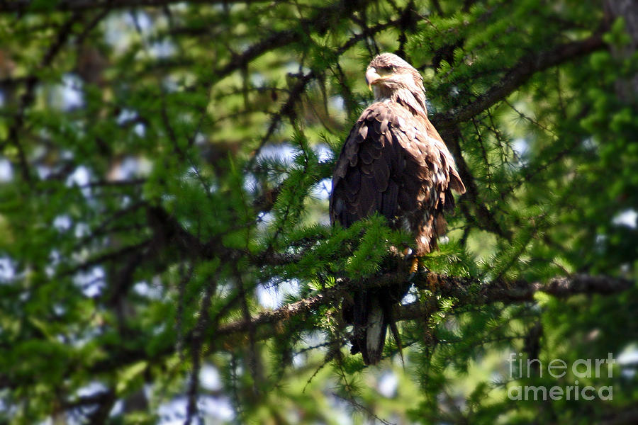 Immature Bald Eagle Photograph by Bob Hislop