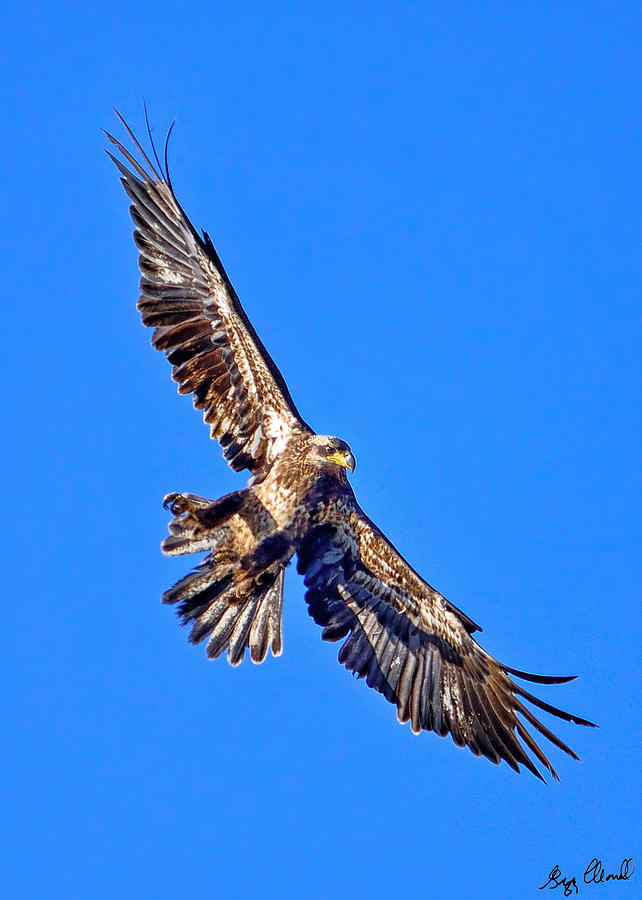 Immature Bald Eagle in Flight LE Photograph by Greg Norrell