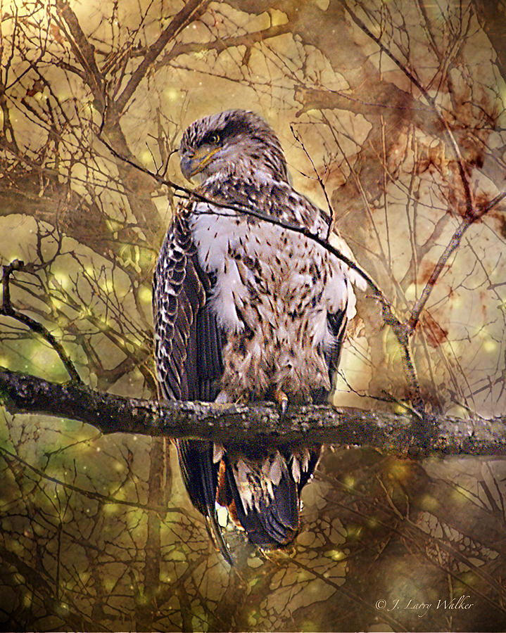Immature Bald Eagle In Solitude Digital Art by J Larry Walker
