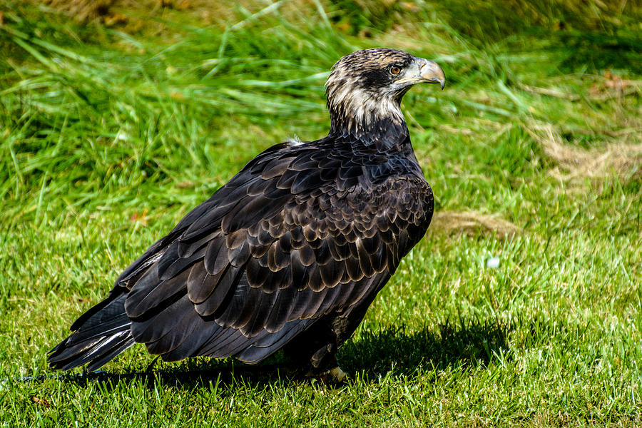 Immature Bald Eagle Photograph by Randy Scherkenbach