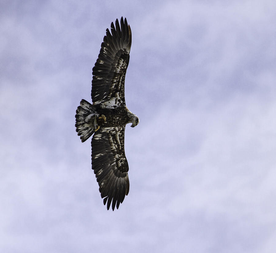 Eagle Photograph - Immature Bald Eagle With A Fish by Thomas Young