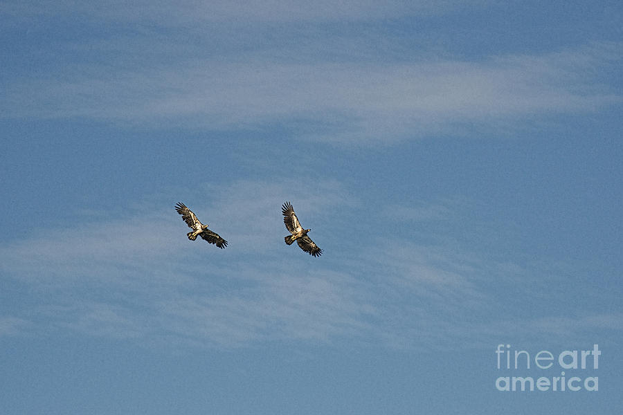 Immature Bald Eagles In Flight Photograph by David Arment