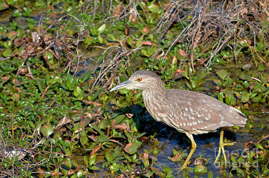 Immature Black Crowned Night Heron Photograph by Kathy Gibbons - Fine ...