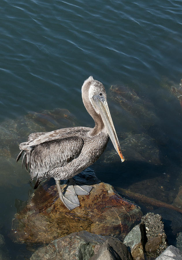 Immature Brown Pelican Photograph by Betty Depee