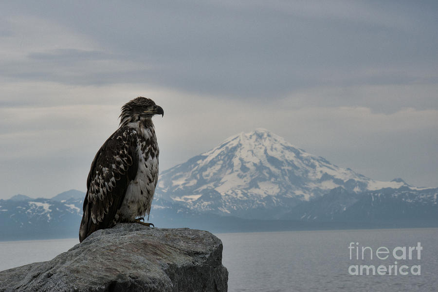 Immature Eagle and Alaskan Mountain Photograph by David Arment